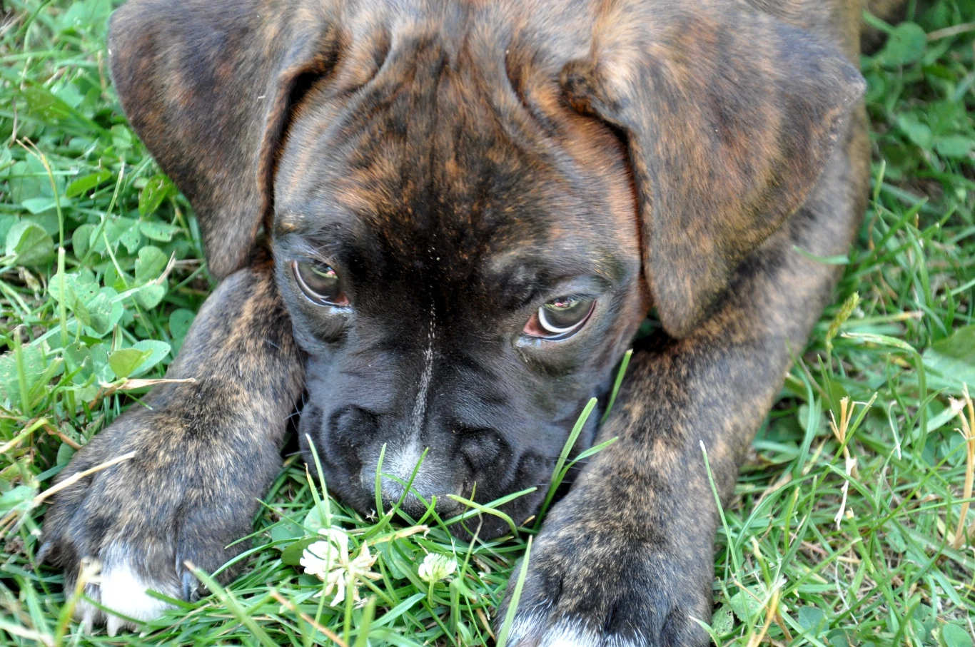 Pies może spożywać trawę z wielu powodów 