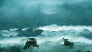 Wylesianie wysusza tropiki. Im mniej drzew, tym mniej deszczu