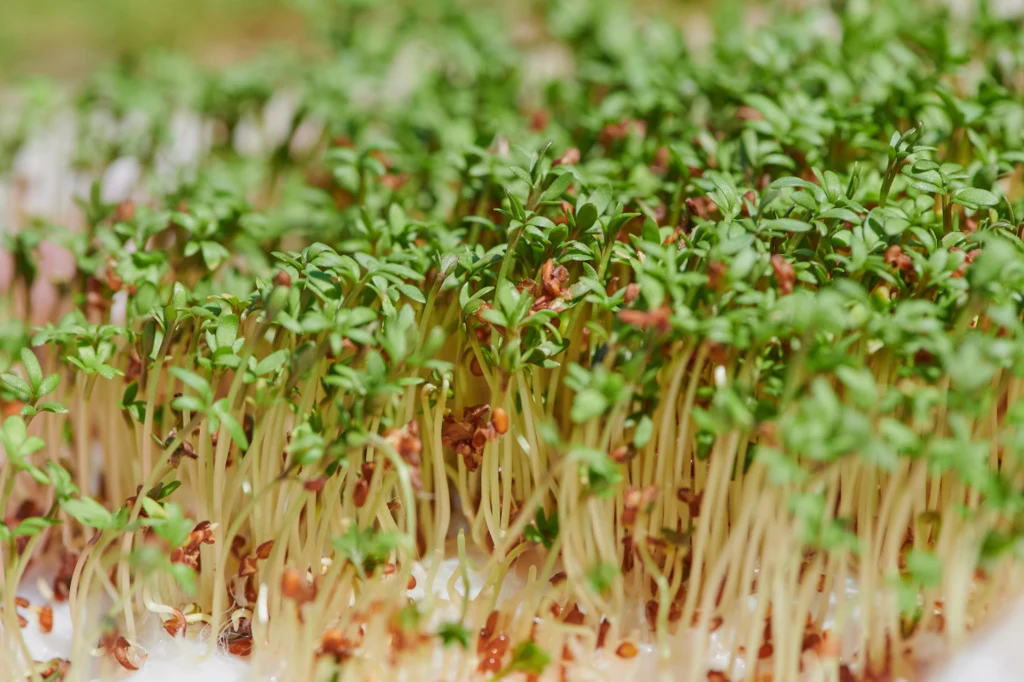 Nasiona rzeżuchy należy wysiać gęsto w płaskim naczyniu wyłożonym lekko wilgotną watą bądź ligniną