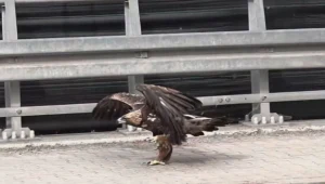 Orzeł przedni w centrum miasta. Wpadł pod samochód