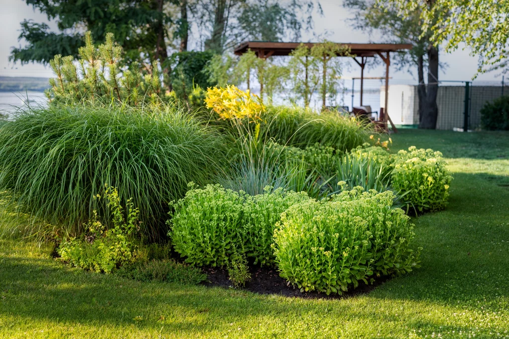 Miskant olbrzymi jest ozdobną trawą wręcz idealną do ogródka