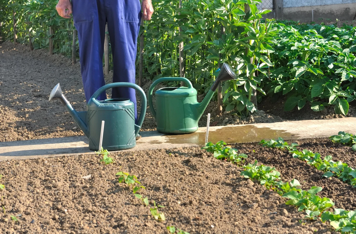 Obfite podlewanie to klucz przy uprawie borówki amerykańskiej