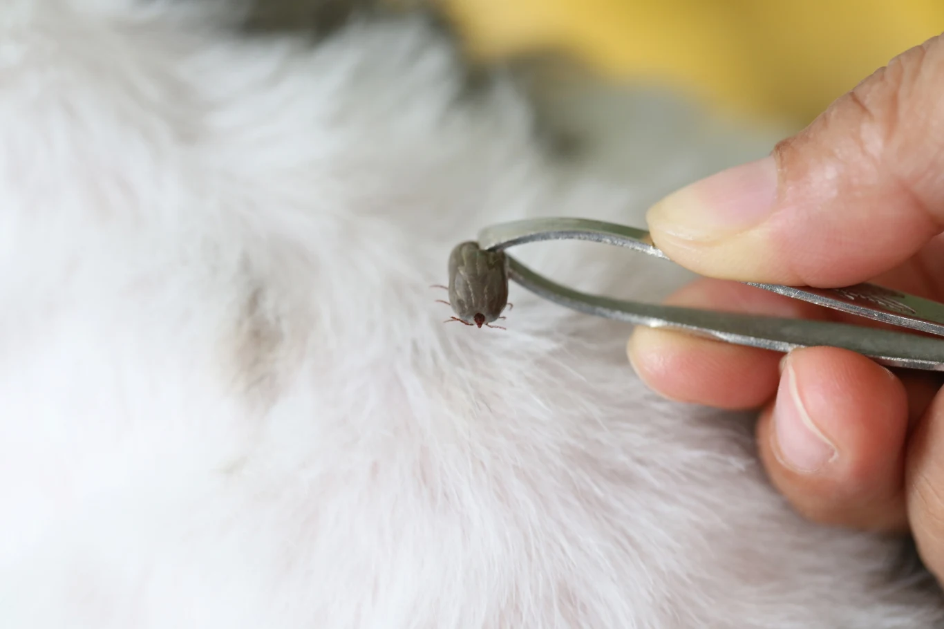 Kleszcza należy jak najszybciej usunąć ze skóry psa