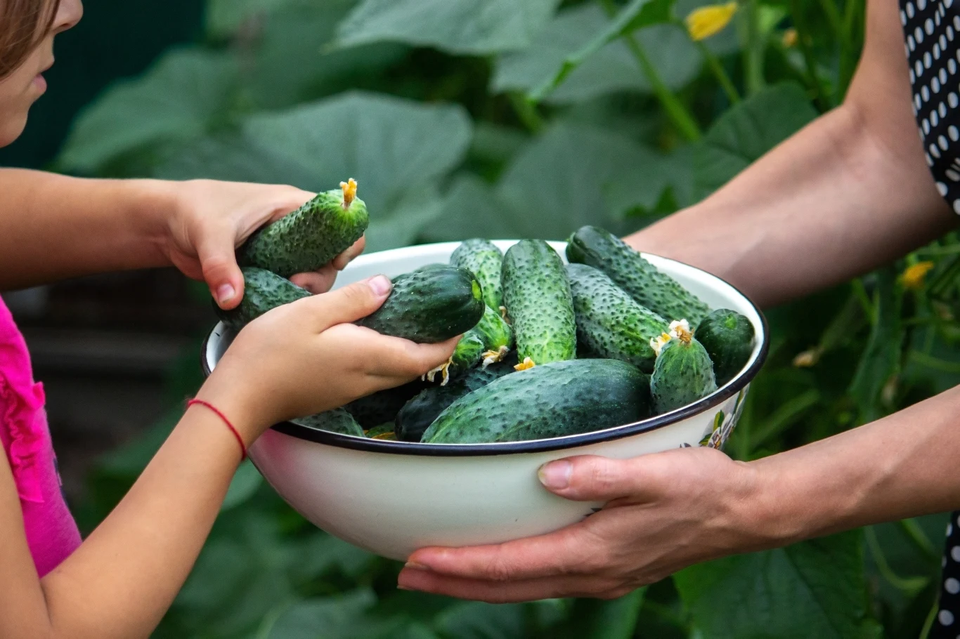 Ogórki octopus są słodkie w smaku i idealnie nadają się na przetwory