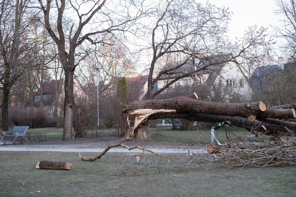 Drzewo spadło w nocy, dzięki czemu nie stanowiło zagrożenia dla żadnego dziecka.