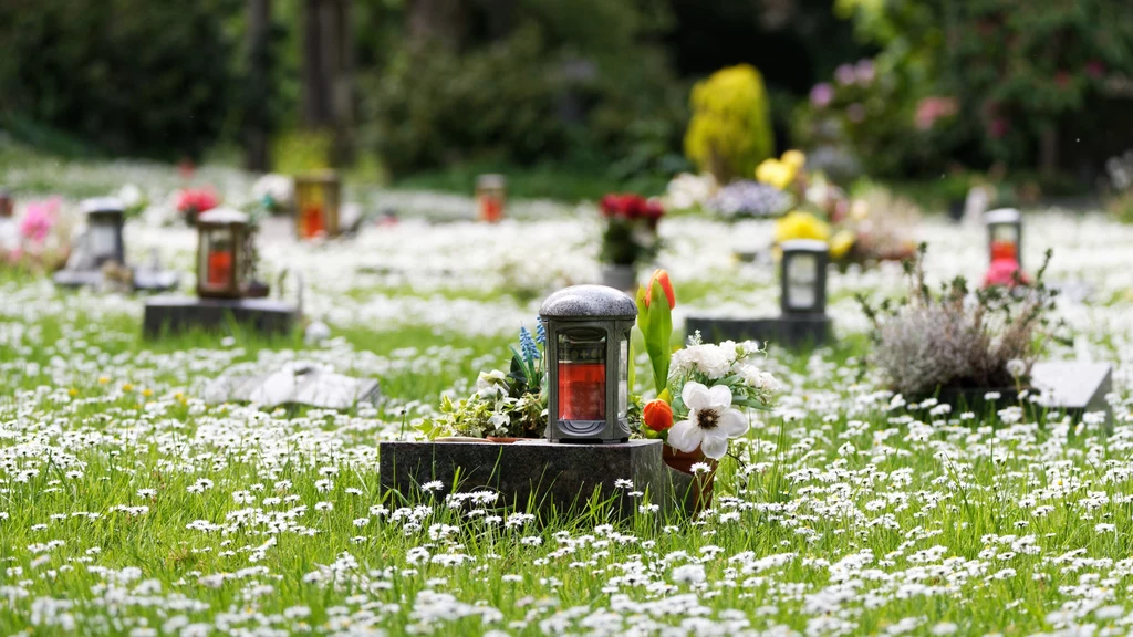Ekologiczne pochówki stają się coraz popularniejsze. Statystyki wskazują, że rynek zielonych pogrzebów do 2030 r. może być wart 1 mld dolarów