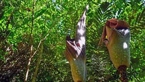 Amorphophallus gigas. Gigantyczna roślina może urosnąć do 4,5 m