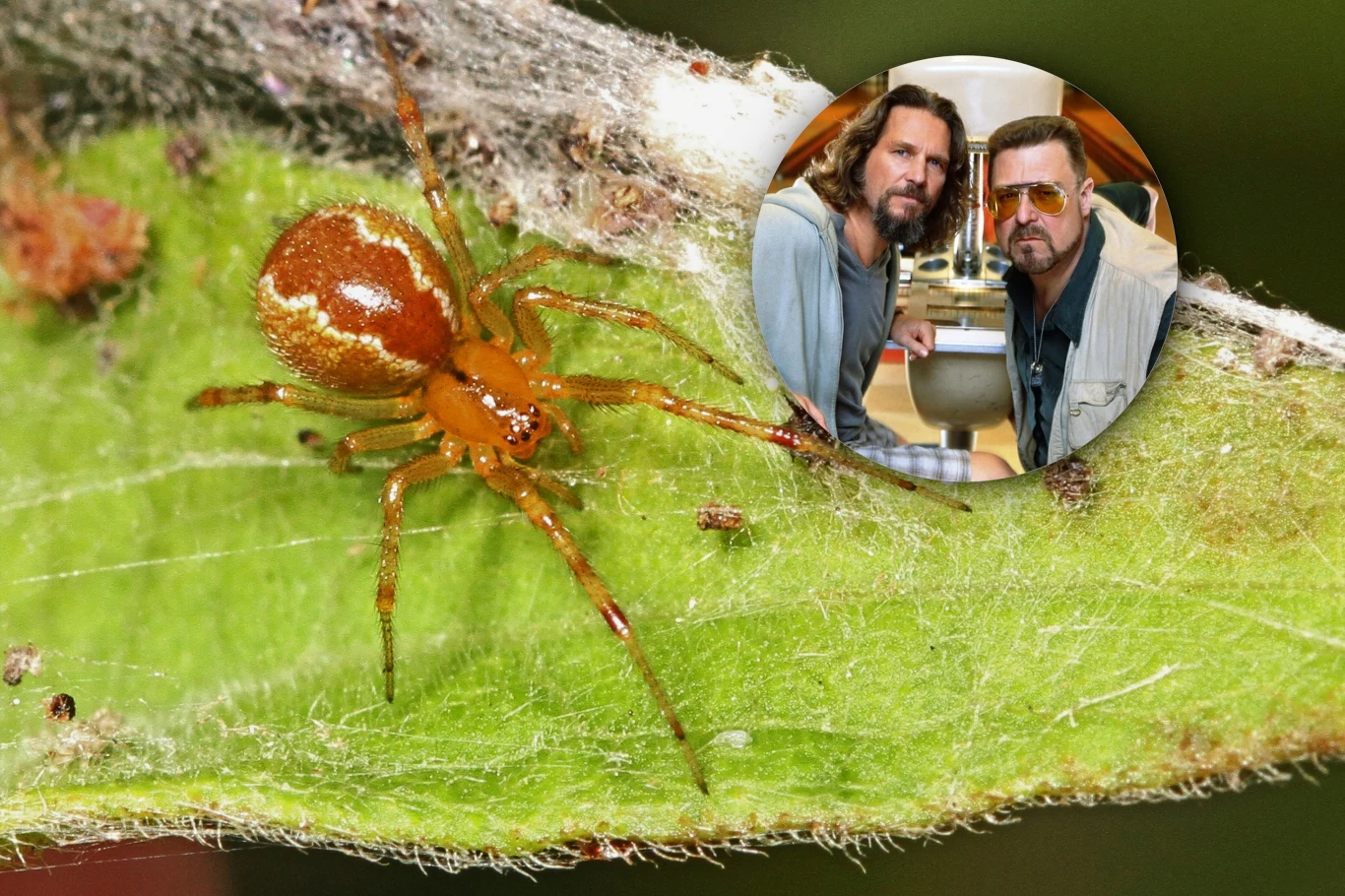 Pewien islandzki biolog tak bardzo lubi film "Big Lebowski", że zdecydował się na cześć jego bohatera nazwać dwa nowe gatunki pająków (zdj. ilustracyjne) Pewien islandzki biolog tak bardzo lubi film "Big Lebowski", że zdecydował się na cześć jego bohatera nazwać dwa nowe gatunki pająków (zdj. ilustracyjne)