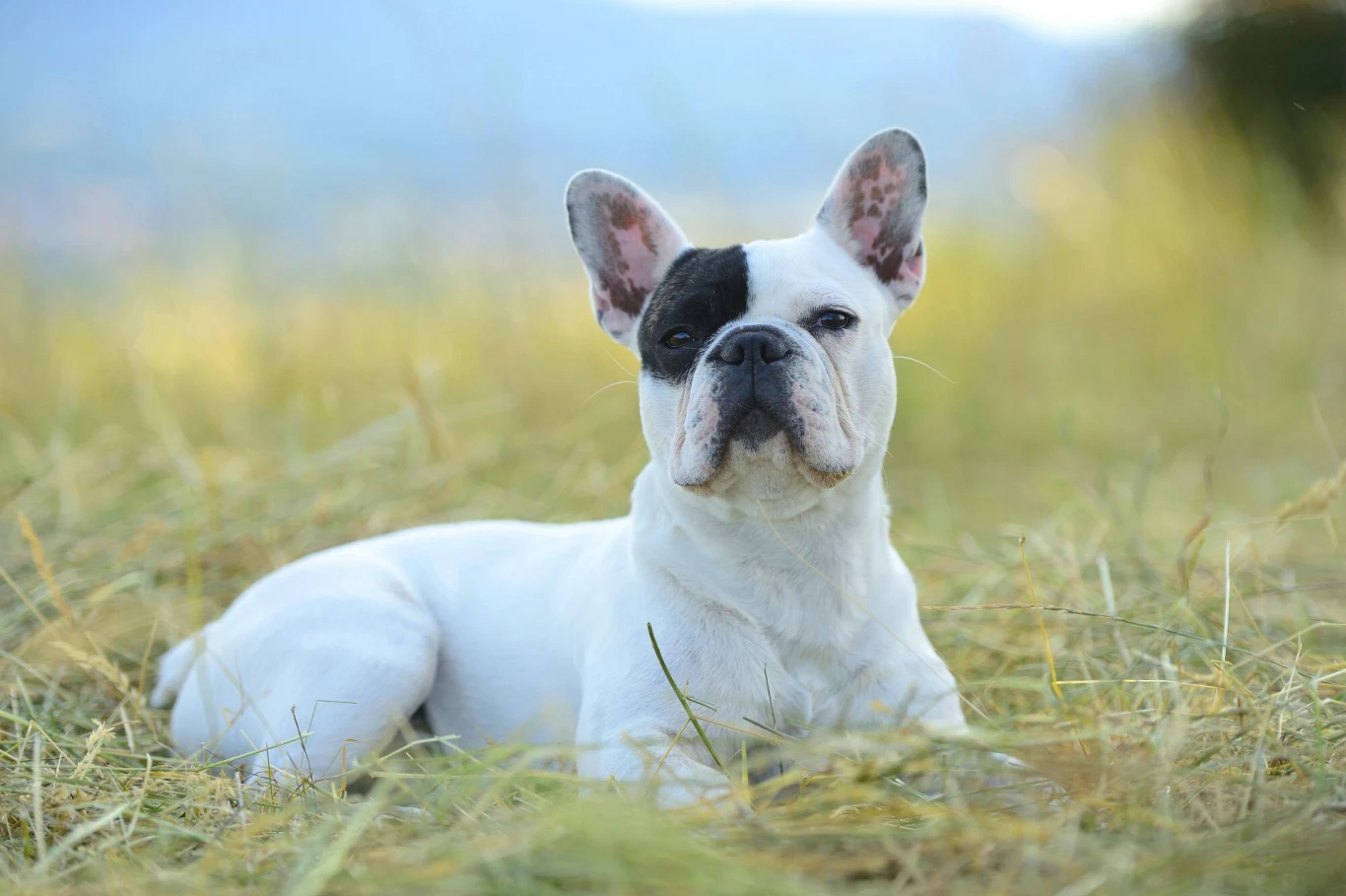 Buldog francuski kochany nie tylko w Ameryce Buldog francuski kochany nie tylko w Ameryce