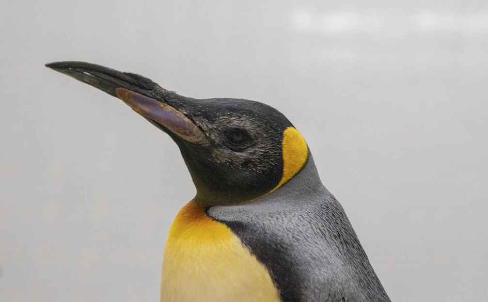 Implanty wewnątrzgałkowe pomogły starszym pingwinom królewskim odzyskać wzrok