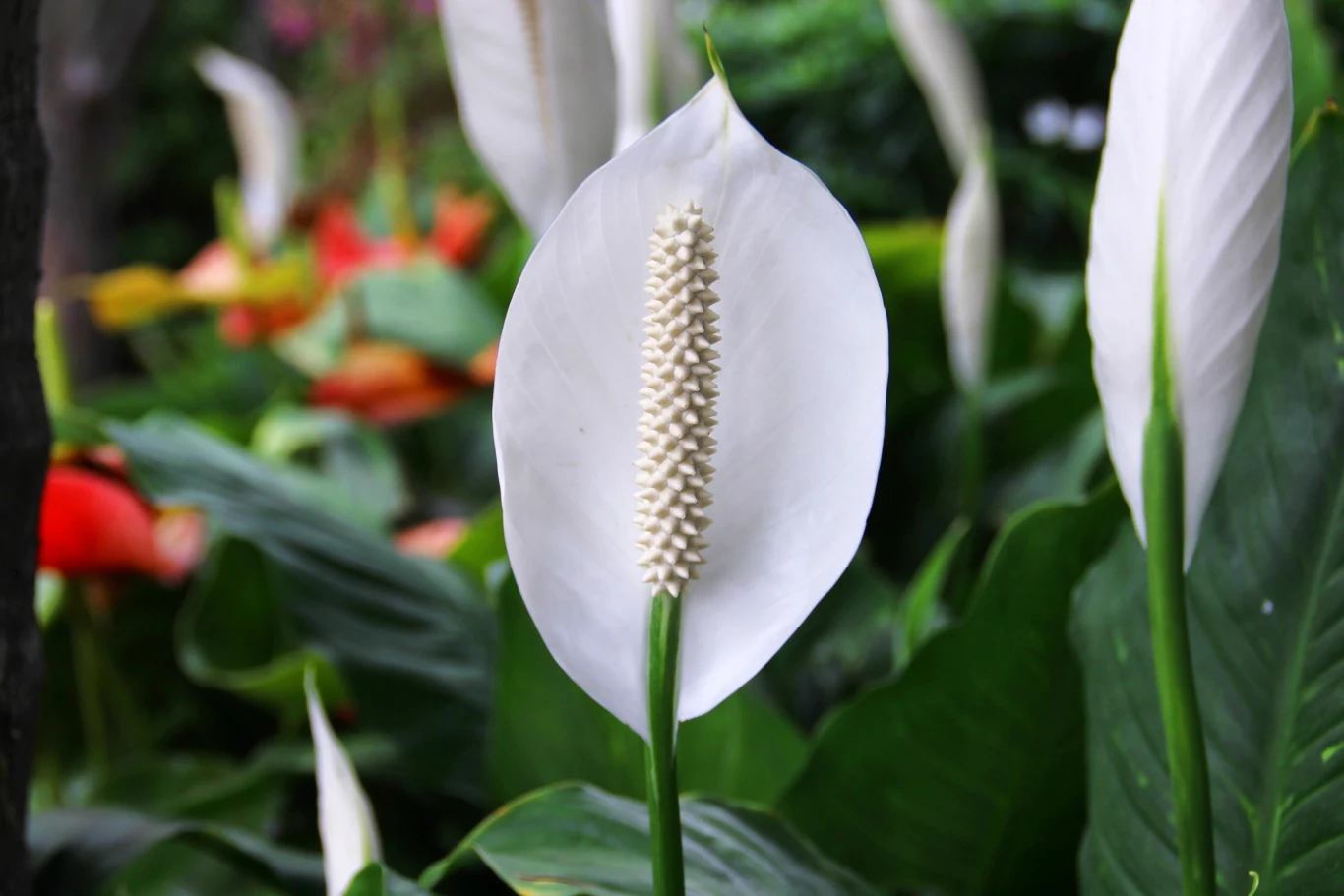 Zadbaj o to, by skrzydłokwiat był w pełnej krasie Zadbaj o to, by skrzydłokwiat był w pełnej krasie