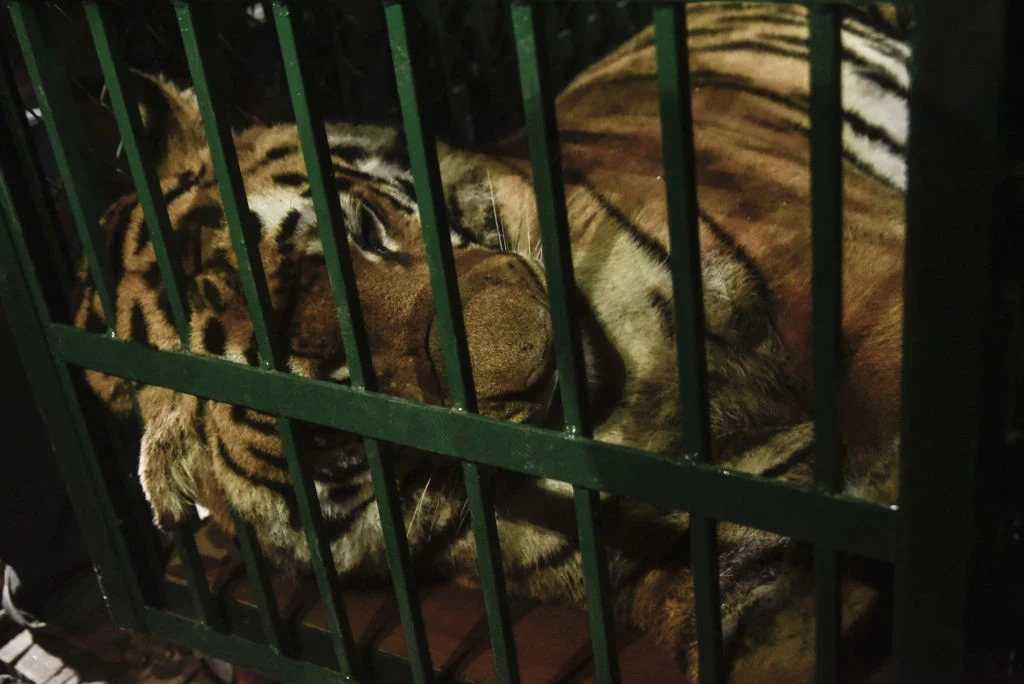  Zwierzęta jechały z włoskiego cyrku do prywatnego zoo w Dagestanie