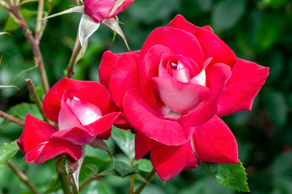 Cięcie róży rabatowej to kilka prostych zasad