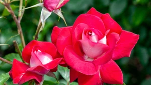 Róża w ogrodzie pięknie zakwitnie i będzie miała dużo kwiatów