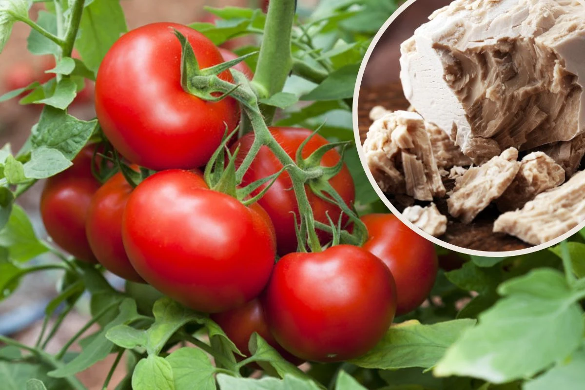 Drożdże odżywiają rośliny i sprawiają, że rosną szybciej Drożdże odżywiają rośliny i sprawiają, że rosną szybciej