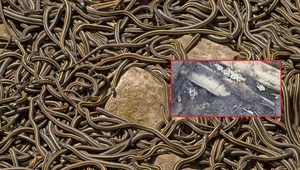 Rodzina odkryła ponad 100 jaj jadowitego węża w ogródku. Wszystkie się wykluły