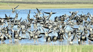 Raz na rok. Imponujące przeloty ptaków w Narwiańskim Parku Narodowym