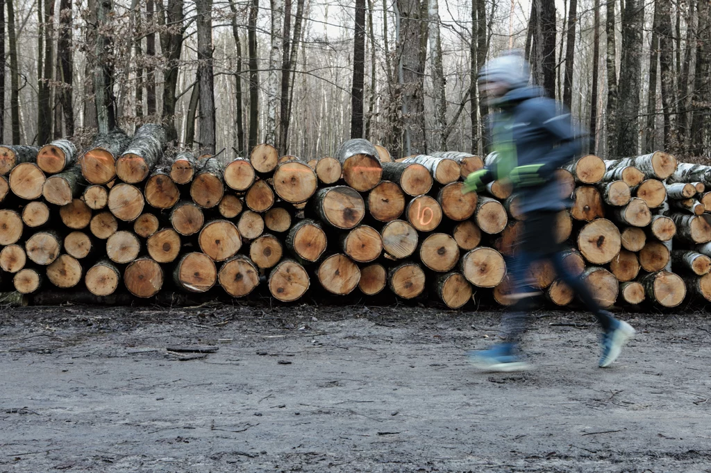 Jak wykazał nowy sondaż, Polki i Polacy są za większą ochroną lasów w Polsce. Większość z nas nie chce, aby drewno było eksportowane poza granice kraju i sądzi, że pozyskanie drewna nie powinno być priorytetem Lasów Państwowych