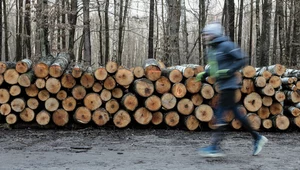 Jak wykazał nowy sondaż, Polki i Polacy są za większą ochroną lasów w Polsce. Większość z nas nie chce, aby drewno było eksportowane poza granice kraju i sądzi, że pozyskanie drewna nie powinno być priorytetem Lasów Państwowych