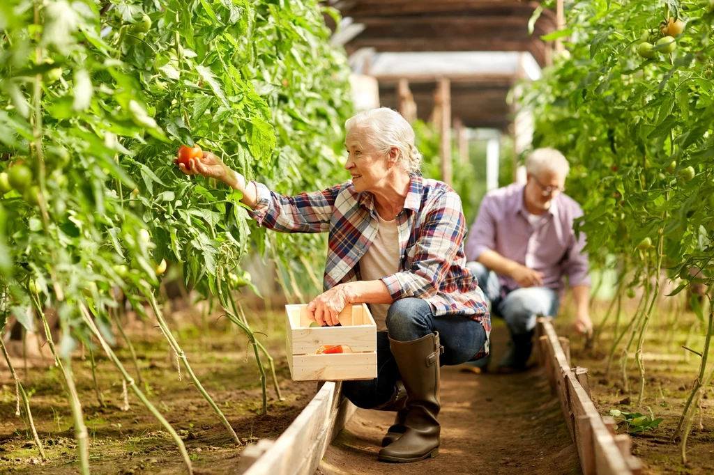 Prawo do emerytury rolniczej mają osoby, które osiągnęły wymagany wiek emerytalny i opłacały składki emerytalne przez określony czas