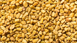 Kozieradka m.in. pomaga obniżyć poziom cukru we krwi, wspomaga trawienie, działa przeciwbakteryjnie i przeciwgrzybiczo