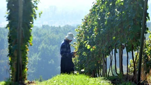Winnica Srebrna Góra w krakowskich Bielanach