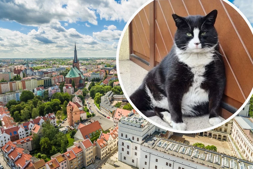 O słynnym kocie Gacku mieszkającym w Szczecinie piszą nawet zagraniczne media