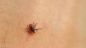 Okazuje się, że jedną grupę krwi kleszcze lubią wyjątkowo