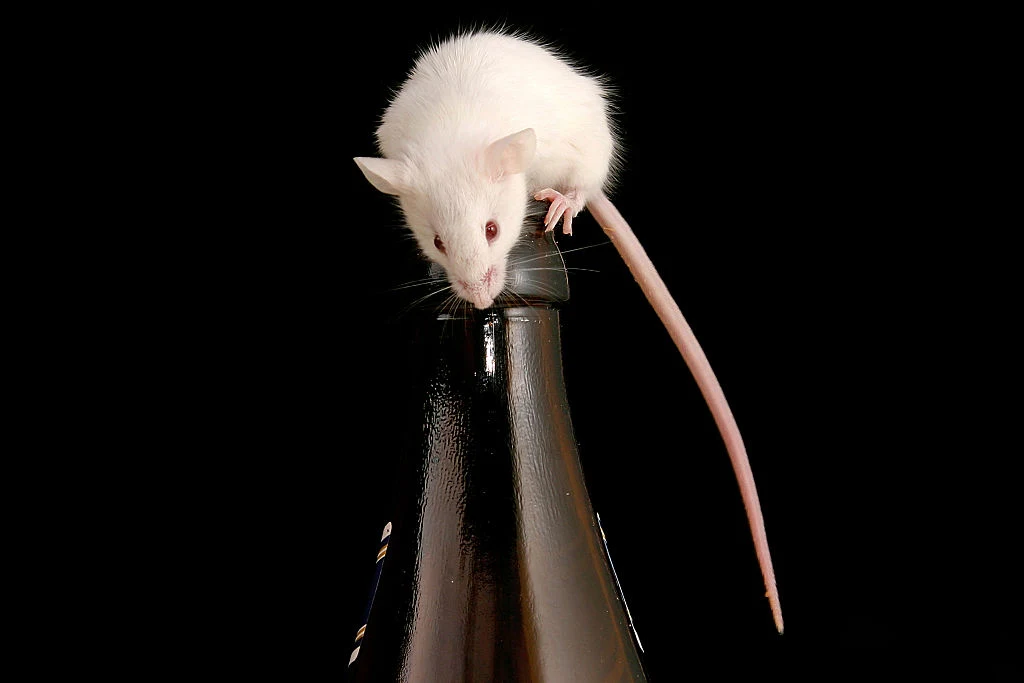 Naukowcom udało się znaleźć metodę na ochronę przed skutkami wypicia alkoholu. Naukowcom udało się znaleźć metodę na ochronę przed skutkami wypicia alkoholu.