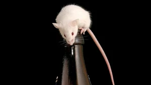 Pijany jak mysz. Naukowcy otrzeźwili gryzonie zastrzykiem z hormonów