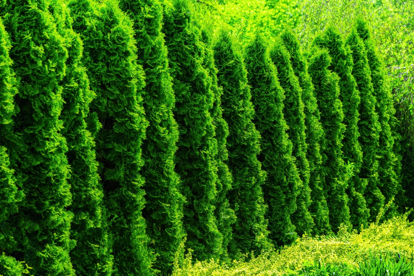 Tuje powinny być sadzone w przepuszczalnej glebie Tuje powinny być sadzone w przepuszczalnej glebie