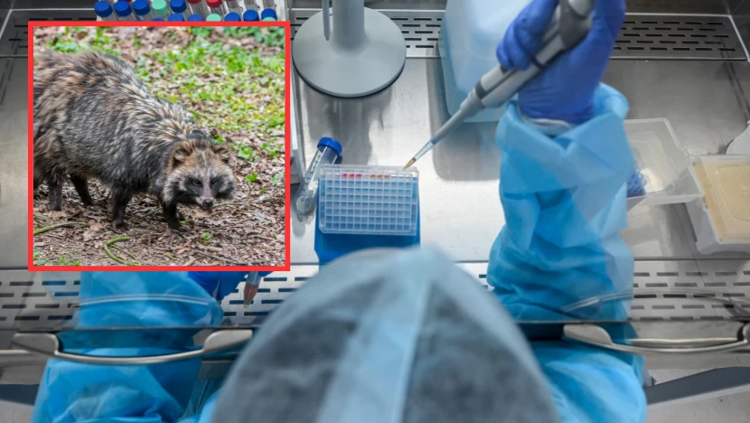 Najnowsze badania wskazują, że winne rozprzestrzenieniu koronawirusa mogą być jenoty Najnowsze badania wskazują, że winne rozprzestrzenieniu koronawirusa mogą być jenoty
