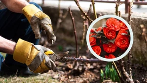Kiedy i jak przycinać róże na wiosnę? Sekret tkwi w jednej rzeczy