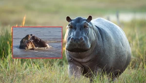 Do nietypowego zdarzenia doszło w jednym z rezerwatów w RPA