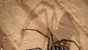 Wojna pająków. Czarne wdowy znikają z południowych stanów USA
