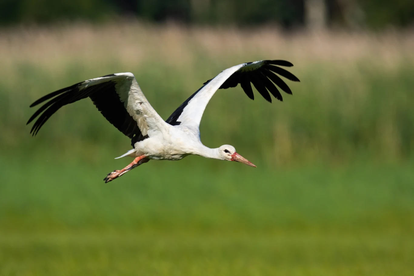 Bocian to jeden ze zwiastunów wiosny. Widzisz go w locie? To dobry znak