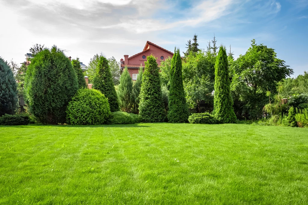 Zielony i bujny trawnik to duma każdego ogródka