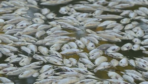 Milion martwych ryb w australijskiej rzece