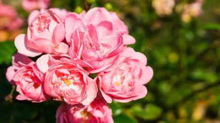 Róże wielkokwiatowe tniemy ostrym narzędziem