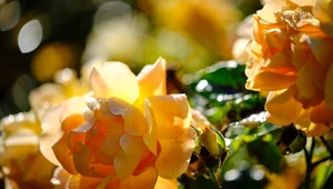 Cięcie róż wielkokwiatowych. Jak wykonać zabieg, by roślina zachwycała bujnym wyglądem?