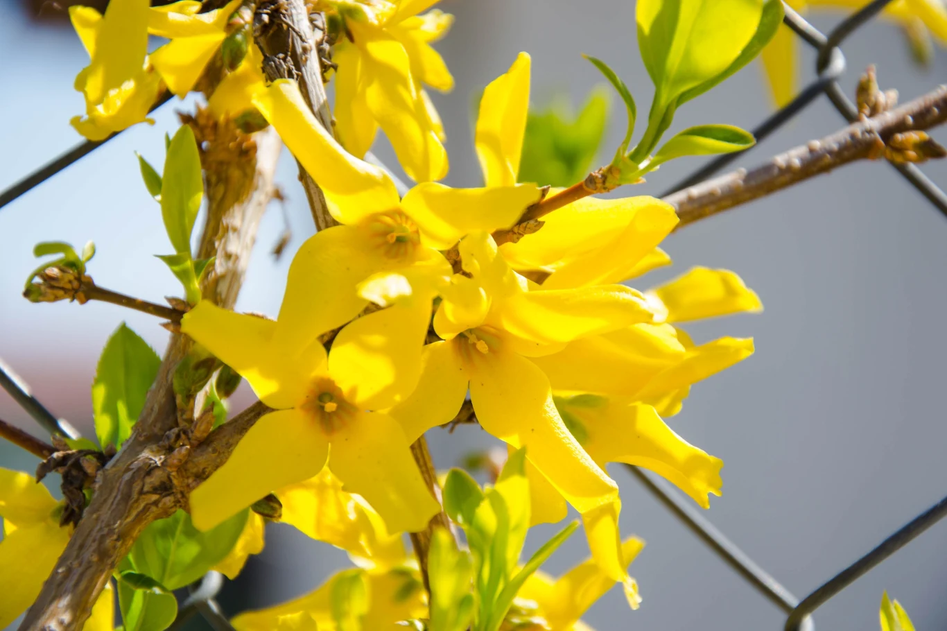 Kwiaty forsycji mają właściwości lecznicze Kwiaty forsycji mają właściwości lecznicze