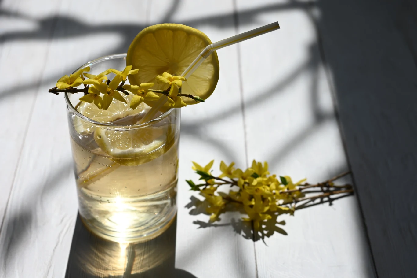 Nalewka z forsycji to źródło rutyny i witaminy C Nalewka z forsycji to źródło rutyny i witaminy C