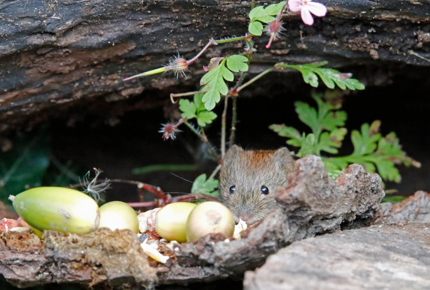 Nornice znacznie rozmnożyły się dzięki ciepłej zimie. Nornice znacznie rozmnożyły się dzięki ciepłej zimie.