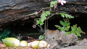 Plaga nornic w Czechach. Jest ich pięć razy więcej niż normalnie 