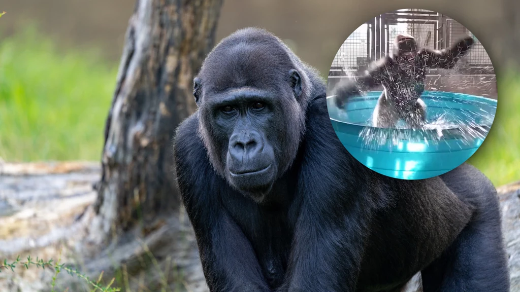 Naukowcy postanowili zbadać, dlaczego małpy i goryle czasami kręcą się wokół własnej osi. Okazuje się, że to ich sposób na wprowadzanie się w odmienne stany świadomości i naturalny "haj"