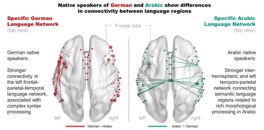 Porównanie struktury mózgów użytkowników języka niemieckiego i arabskiego