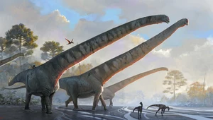 Prehistoryczna megażyrafa. Dinozaur mógł mieć najdłuższą szyję w historii