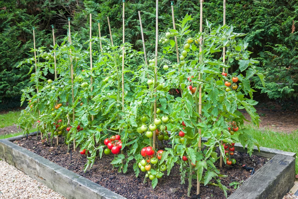 Jak siać pomidory na rozsadę? Te zachwycą smakiem
