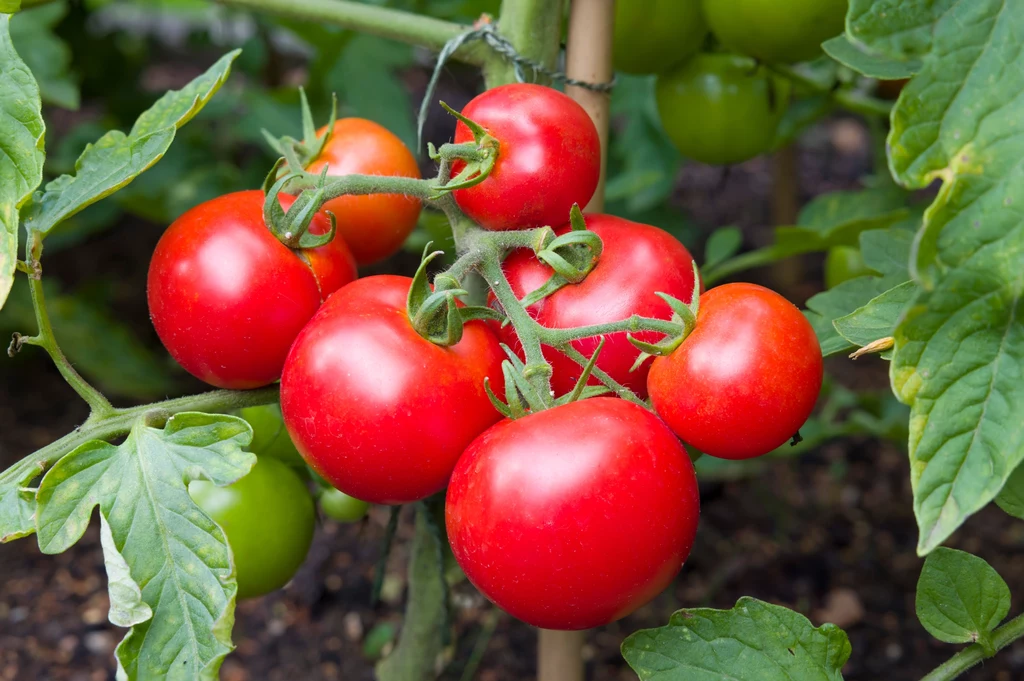 Jaka jest najlepsza odmiana pomidora? Te zachwycą smakiem