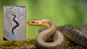 Kobieta odkryła ogromnego węża w łóżku. O mały włos nie doszło do tragedii